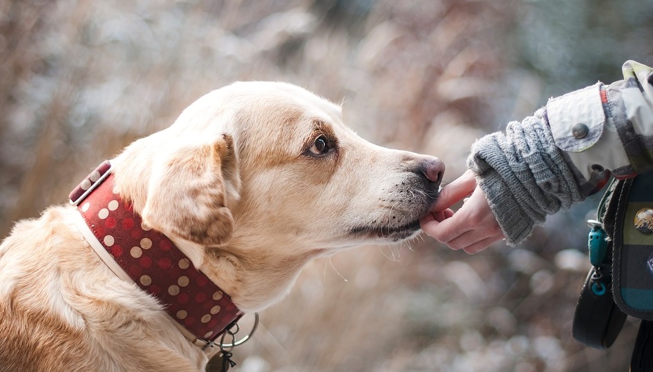 Новость проекта. Владельцы собак в Сюйчжоу теперь могут регистрировать своих животных онлайн через приложение для мобильных телефонов